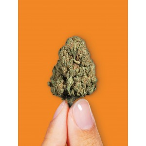 ORANGE BUD (1g)